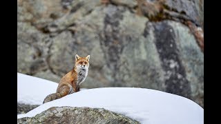 Parco Nazionale Gran Paradiso  Valsavarenche [upl. by Macknair]