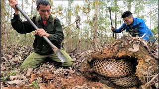 Two hunters were frightened when they saw the giant king cobra hiding behind the soil in the forest [upl. by Liebermann664]