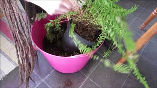 Removing dead leaves and repotting quotBoston FernsquotNephrolepis [upl. by Lachus]