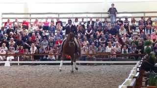 Tullstorp Stallion Show at Hannell Dressage Stable 2014 [upl. by Bijan]