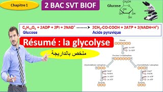 Résumé  la glycolyse svt 2 bac SVT option français أسهل ملخص بالداريجة [upl. by Blondelle306]