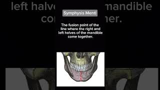 Symphysis Menti  Anatomy  Head n neck [upl. by Luing]