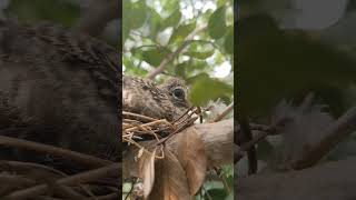 dove on nest [upl. by Marley527]