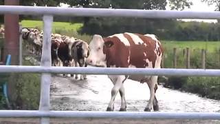 Dairy Farming in UK [upl. by Benton]