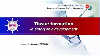 02 General embryology Tissue formation in embryonic development [upl. by Charlena]