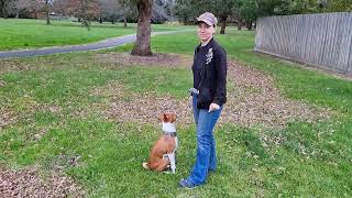 Basenji offleash focus training  practicing trial obedience with Oringo [upl. by Awra37]