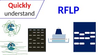 RFLP  Restriction Fragment Length Polymorphism [upl. by Ike468]