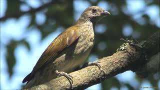 3 Honeyguide Calls from Southern African [upl. by Yehsa]