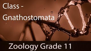 Animal Kingdom  Class Gnathostomata Fishes  Introduction  Groups Skeleton of Cartilage amp Bone [upl. by Criswell925]