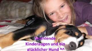 Entlebucher Sennenhund quotAresquotWunderschöne Welpenzeit [upl. by Haraz]