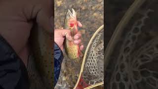 cutthroat flyfishing alpine mountains troutfishing redington nature trout creek adventures [upl. by Stent]