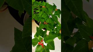 My Poinsettia is Blooming [upl. by Nam]