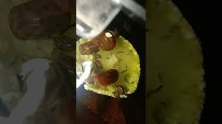 Ostracods and snails eating a zucchini [upl. by Uase]