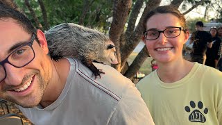 Baby Oppossums Skunks Raccoons Squirrels and Diggie Smalls  San Antonio Tx [upl. by Jeremiah865]