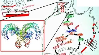 Toll like receptor signaling [upl. by Ayouqat]