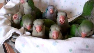 Baby Quaker Parrots Time to Eat [upl. by Nawek996]