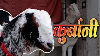 Why Goat Sacrifice In Islam On The Occasion Of Eid   Talented India News [upl. by Rramed]