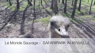 Le Monde Sauvage  SAFARIPARK IN AYWAILLE 20180407 [upl. by Nosa]