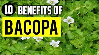 10 Amazing Benefits Of Bacopa monnieri or Brahmi For Skin Hair And Health [upl. by Anaxor242]