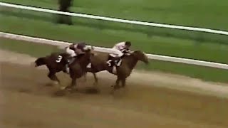 Affirmed vs Alydar All 10 Races in the Rivalry [upl. by Erminna]