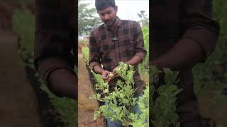 Variegated lemon Plants  Lemon Plants In Telugu  Rare Fruit Plants  AshokChakra Nursery  Kadiyam [upl. by Yrekaz932]