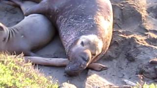 elephant seal mating seasonMOV [upl. by Auod]