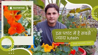 इसके फूलों की सलाद आंखों के लिए है बहुत फायदेमंद  Tropaeolum majus garden nasturtium plant care 🌿 [upl. by Nirhtak915]