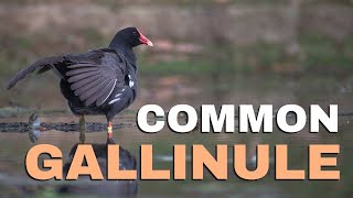 Common Gallinule Diet and Ecology Aves  Gruiformes  Rallidae  Gallinula galeata [upl. by Ycniuqal]