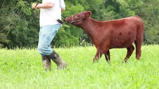 Rainy Day Shorthorns Consignment to the Legends of the Fall Sale in Waynesburg Pennsylvania [upl. by Jordain399]