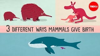 The three different ways mammals give birth  Kate Slabosky [upl. by Tessy950]