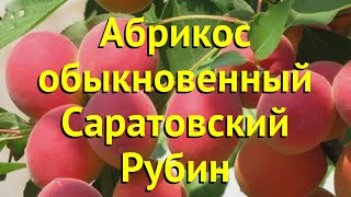 Абрикос обыкновенный Краткий обзор описание характеристик prunus armeniaca саратовский рубин [upl. by Ennairak]