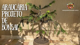 Como fazer um bonsai de araucária  pinheiro do pinhão 👩‍🌾 [upl. by Akemal935]