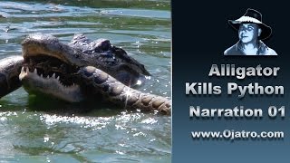 Alligator Attacks Python 01 Narration [upl. by Nauqit]