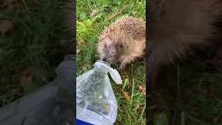 2 dying hedgehogs were trapped in a construction hole for days 🦔 [upl. by Eibrab]