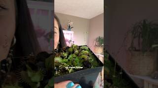 Growing my Venus fly trap indoors and winter dormancy plantcare venusflytrap [upl. by Leifeste]