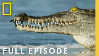 Oceans Full Episode  Hostile Planet [upl. by Zilevi705]