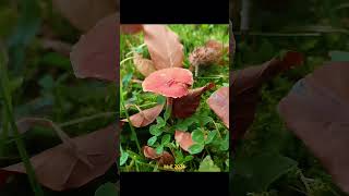 Herfst2024 paddenstoelen mushrooms autumn2024 [upl. by Thorstein]