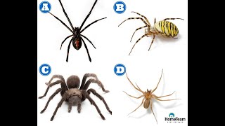 How to Identify Dangerous Spiders  HomeTeam Pest Defense [upl. by Lennard]