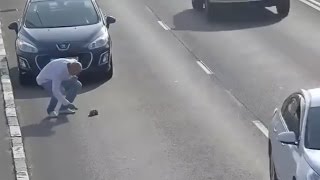 Sur une autoroute un chaton sauvé par un conducteur [upl. by Latsyk]