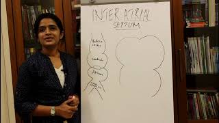 DEVELOPMENT OF THE INTERATRIAL SEPTUMHUMAN EMBRYOLOGY  DR ROSE JOSE MD DNB MNAMS [upl. by Eniksre]