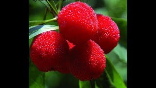 Strawberry Tree Fruit Review [upl. by Inaffyt858]