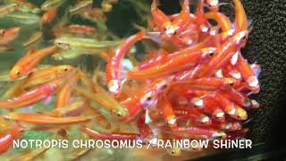 Notropis chrosomus  Rainbow Shiner [upl. by Alrick980]