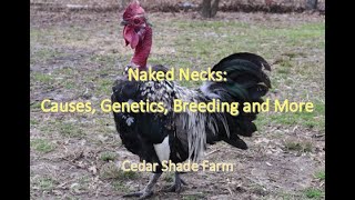 Naked Neck Chickens Genetics Causes Breeding amp More [upl. by Memberg]