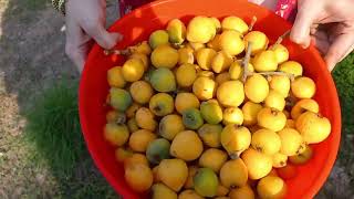 Our Garden Loquat Tree Harvesting Time  Fruit Tree From My Backyard Garden 2024 loquat fruit [upl. by Corkhill]