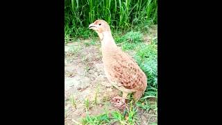 Grey francolin voice [upl. by Susejedesoj]