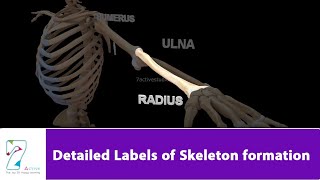 Detailed Labels of Skeleton formation [upl. by Aed735]