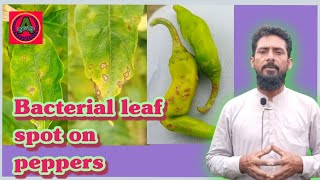 bacterial leaf spot on peppersbacterial leaf spot on chilli control [upl. by Rossen163]