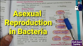 Asexual Reproduction in Bacteria XI Biology [upl. by Nahtal]