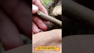 Grafting Fig Tree in Late Summer  Short video  My Home Garden [upl. by Sidwel99]