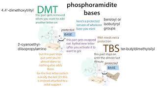 Solid state oligonucleotide synthesis phosphoramidite method [upl. by Akim]